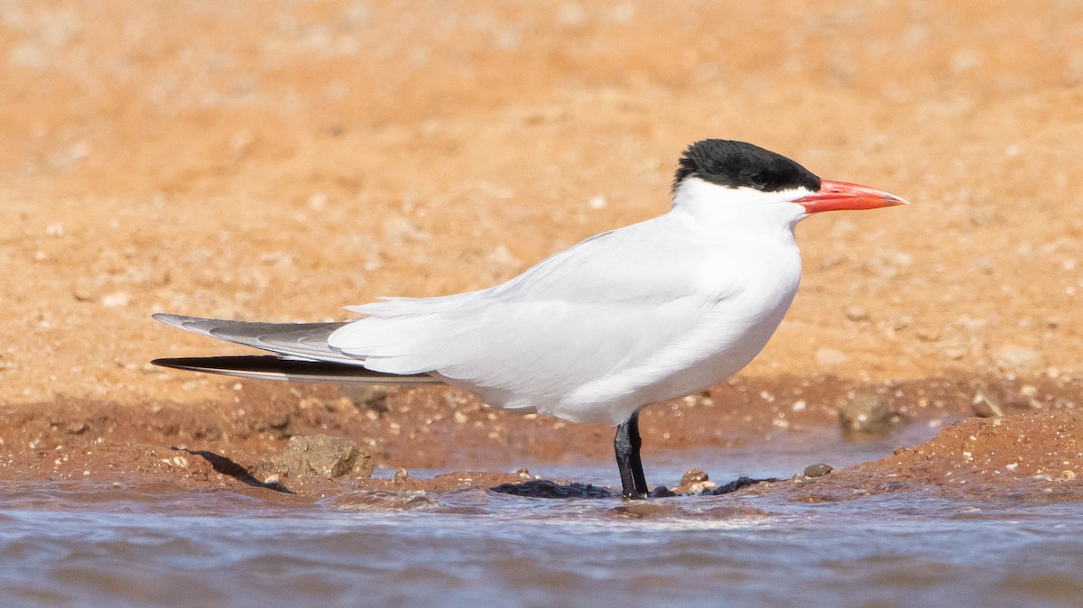 Caspian Tern - Liam Huber