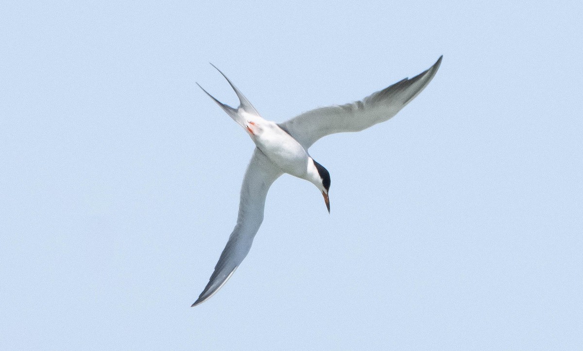 Forster's Tern - ML326178091