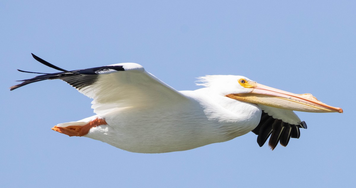 American White Pelican - ML326178201