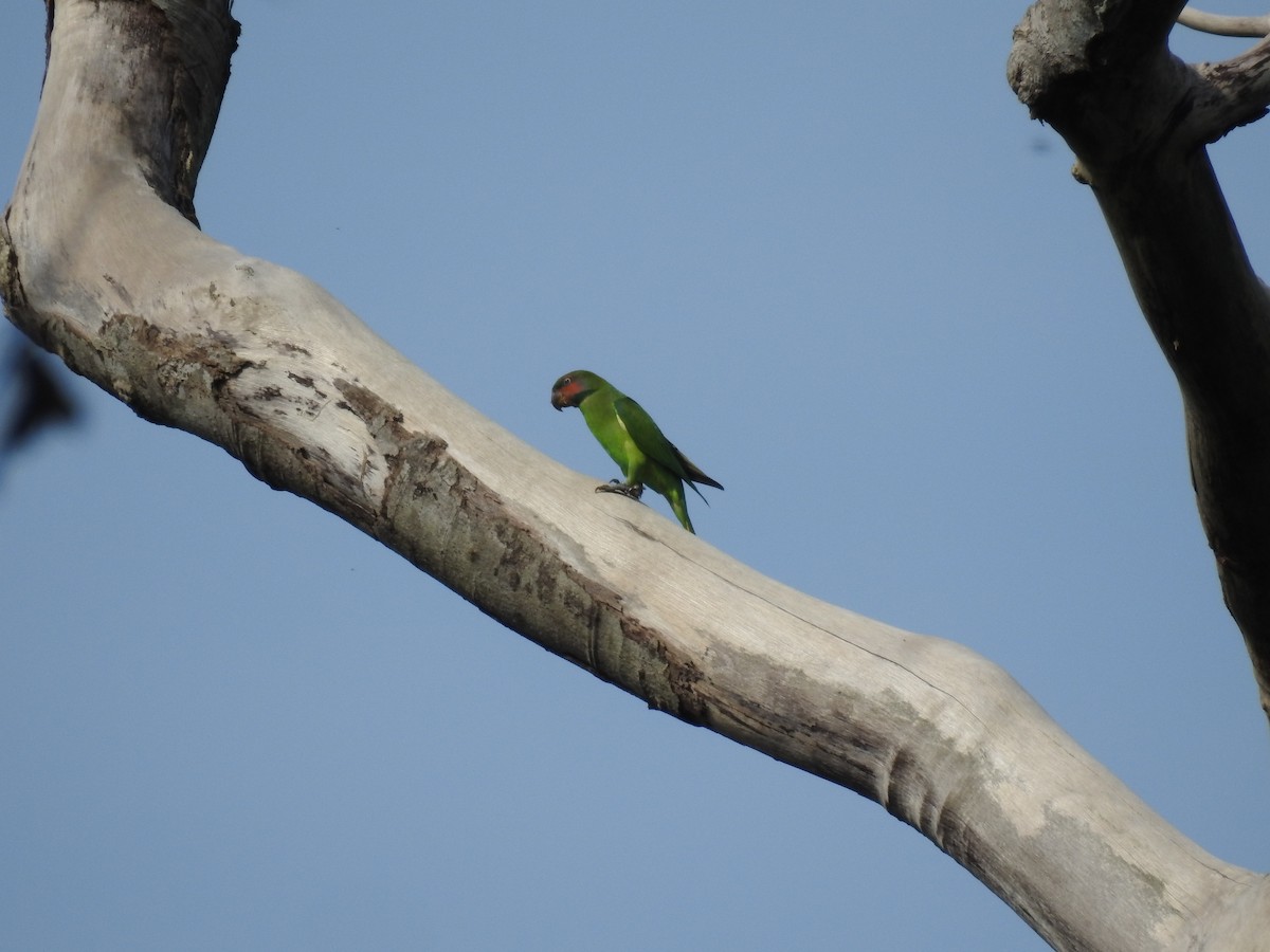 Long-tailed Parakeet - Andy Lee