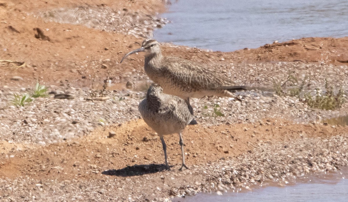 Whimbrel - Liam Huber