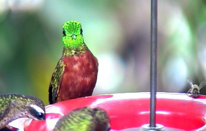 kolibřík peruánský - ML326180261