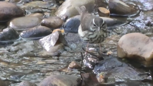 Louisiana Waterthrush - ML326180531