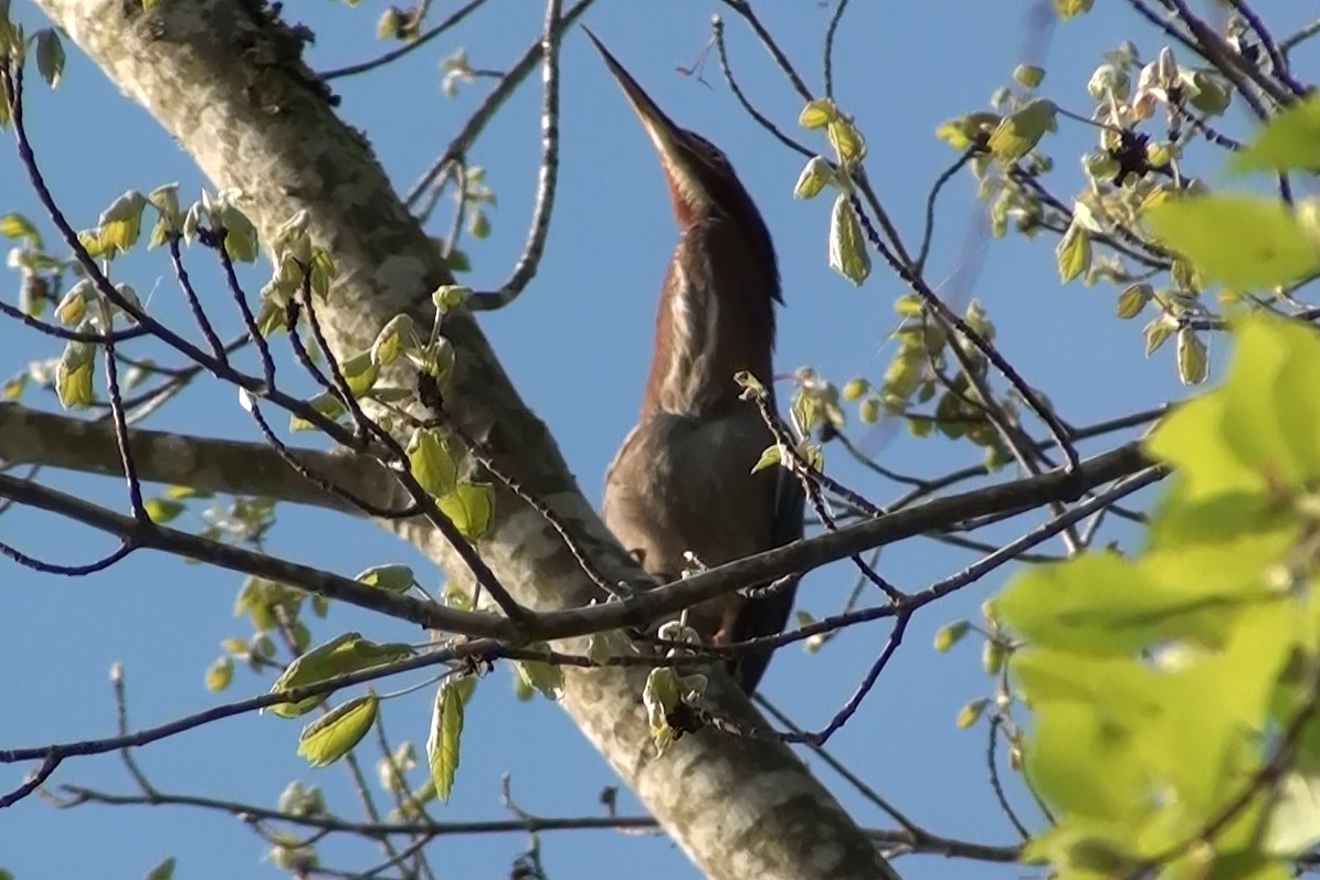 Green Heron - ML326181261