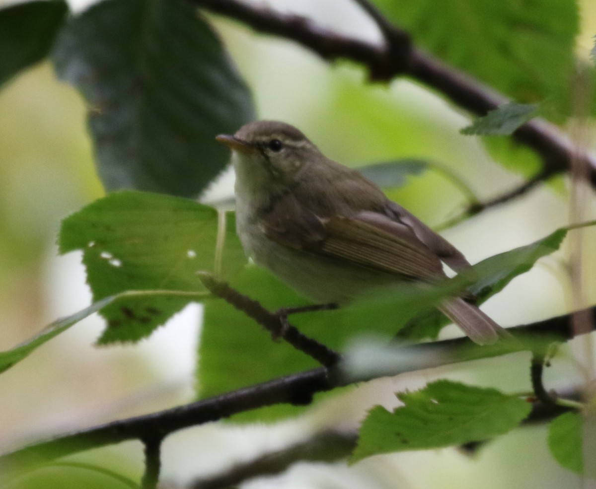 Greenish Warbler - Vijaya Lakshmi