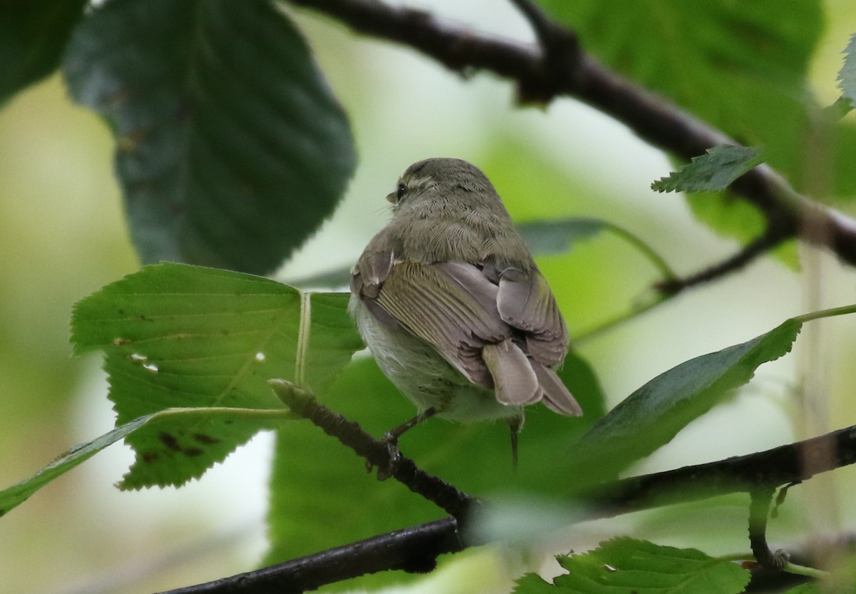 Greenish Warbler - ML326182011