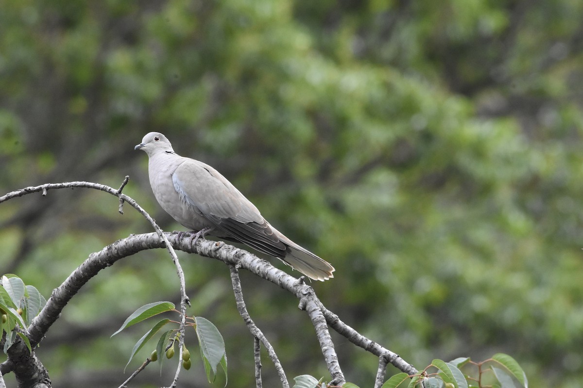 Eurasian Collared-Dove - ML326182021