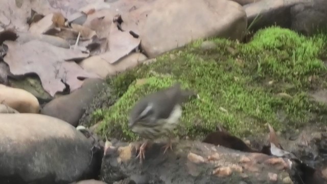 Louisiana Waterthrush - ML326182221