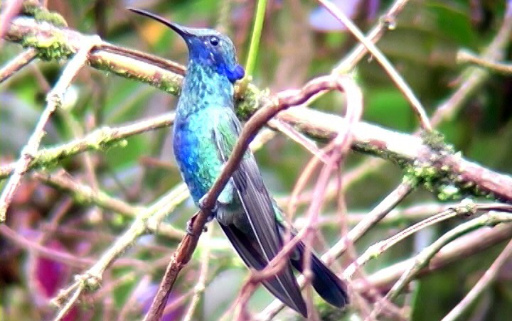kolibřík modrolící - ML326186371