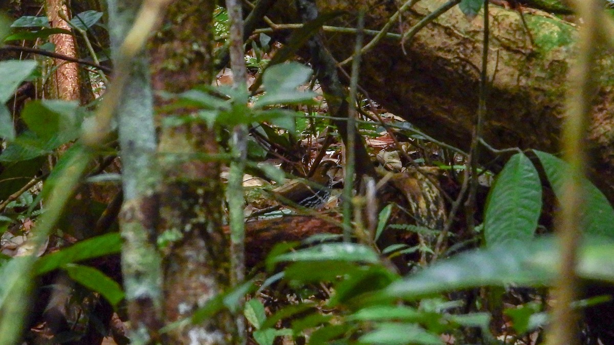 Striated Antthrush - Jorge Muñoz García   CAQUETA BIRDING