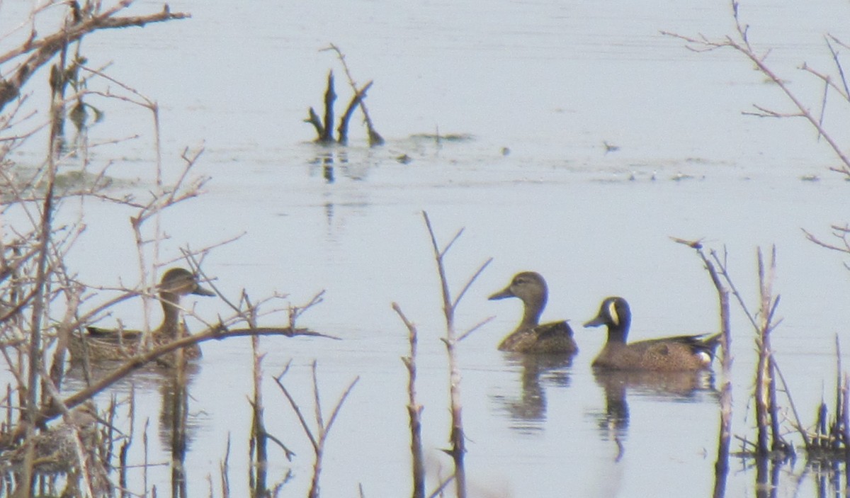 Blue-winged Teal - ML326187521