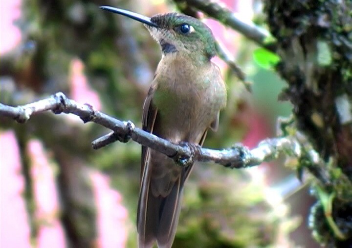 kolibřík hnědobřichý - ML326188091