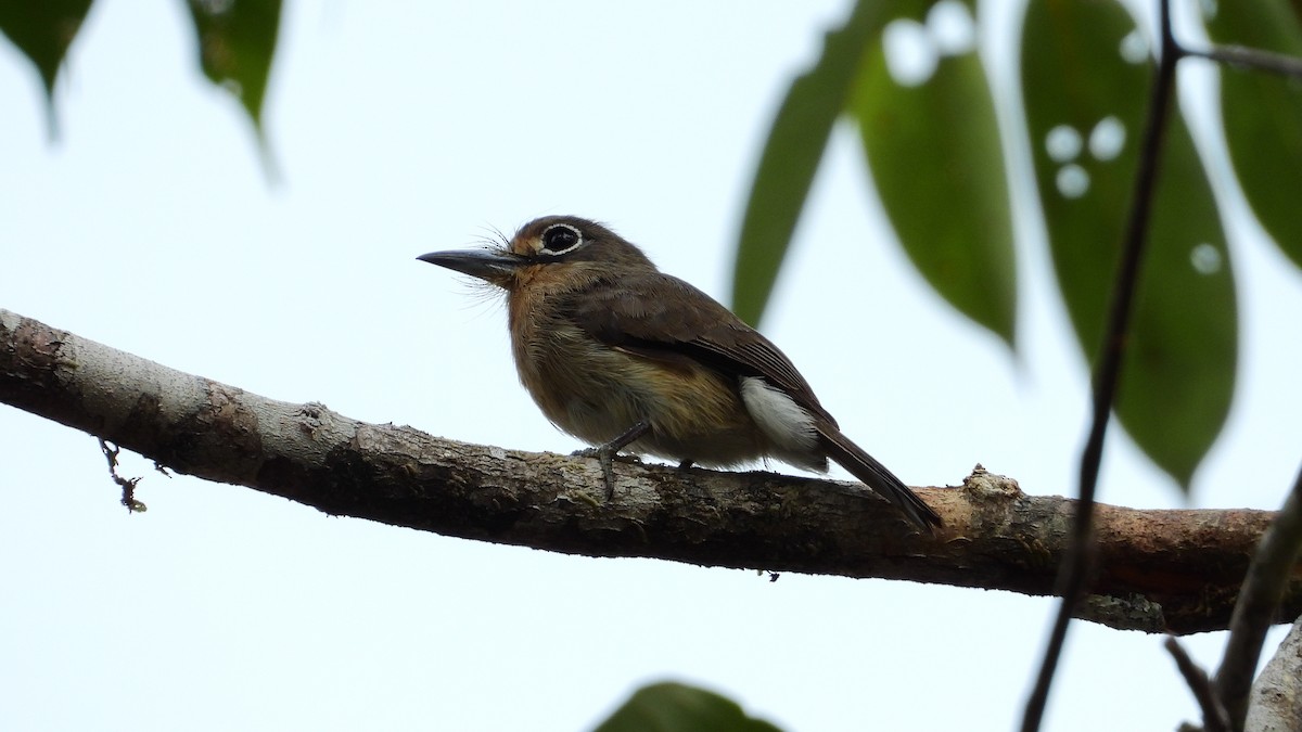 Rusty-breasted Nunlet - ML326188471