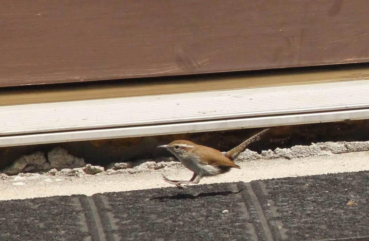 Bewick's Wren - ML326190981