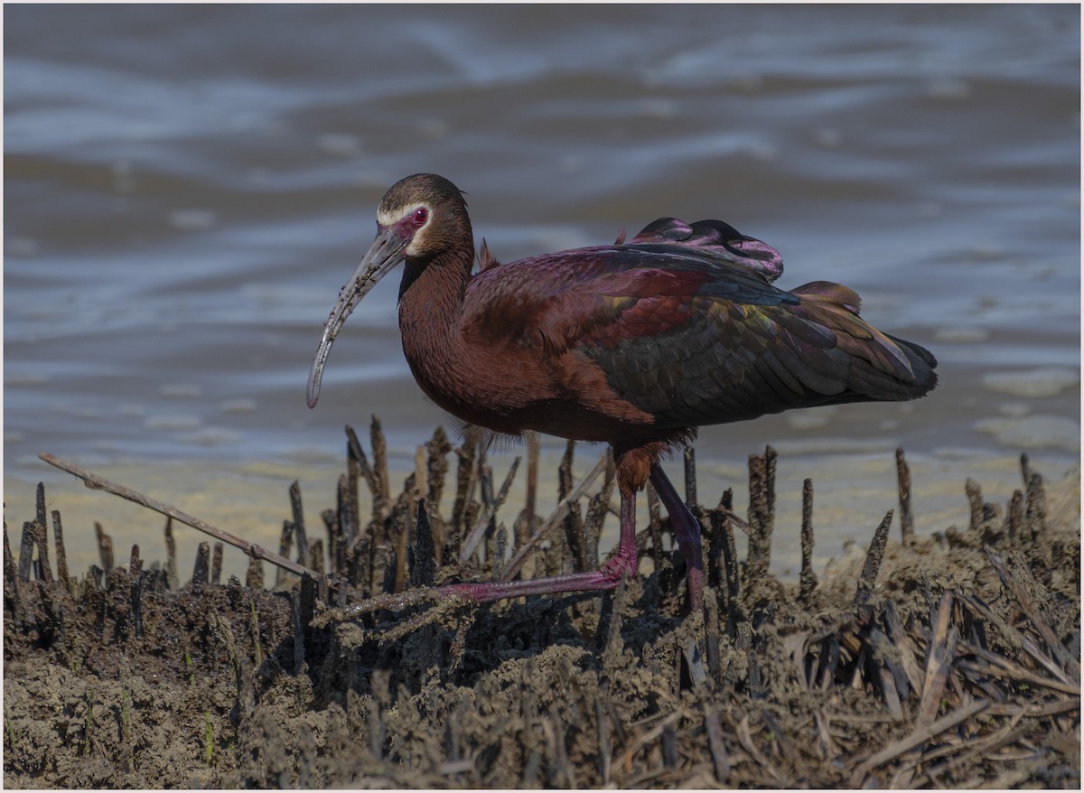 ibis hnědý/americký - ML326191081