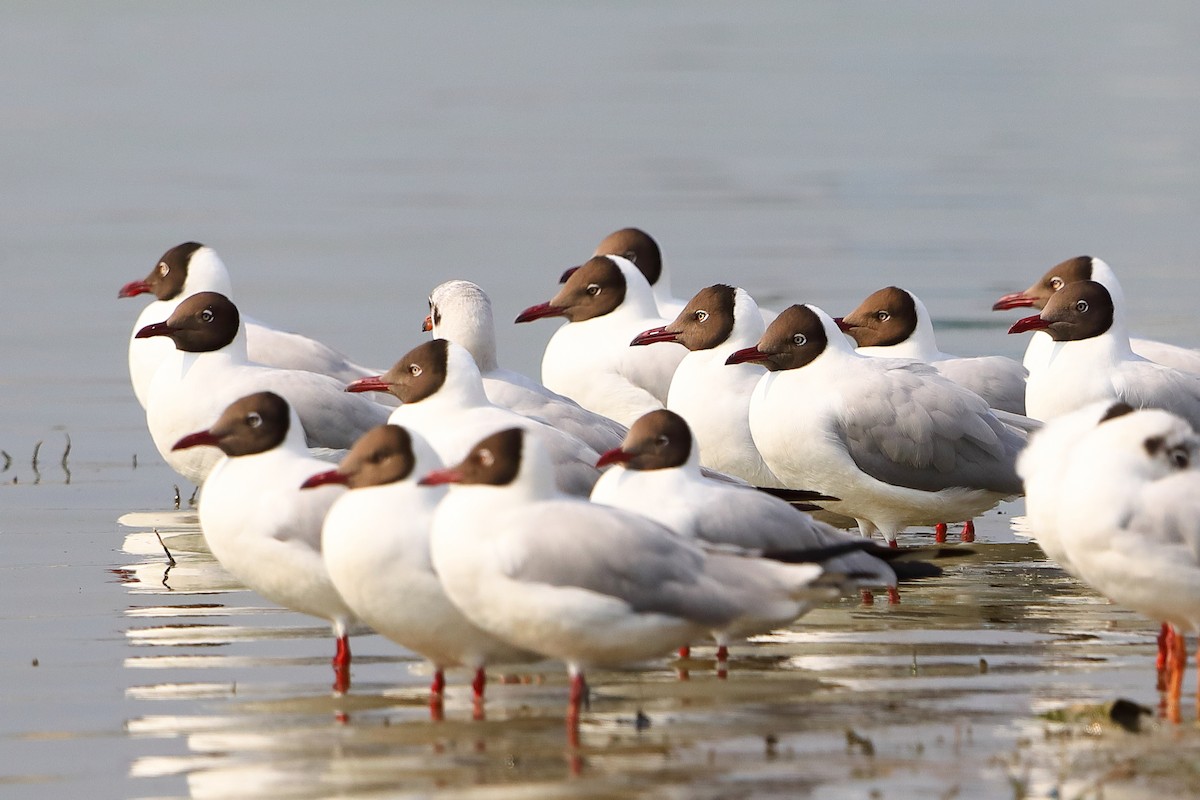 Brown-headed Gull - ML326192701