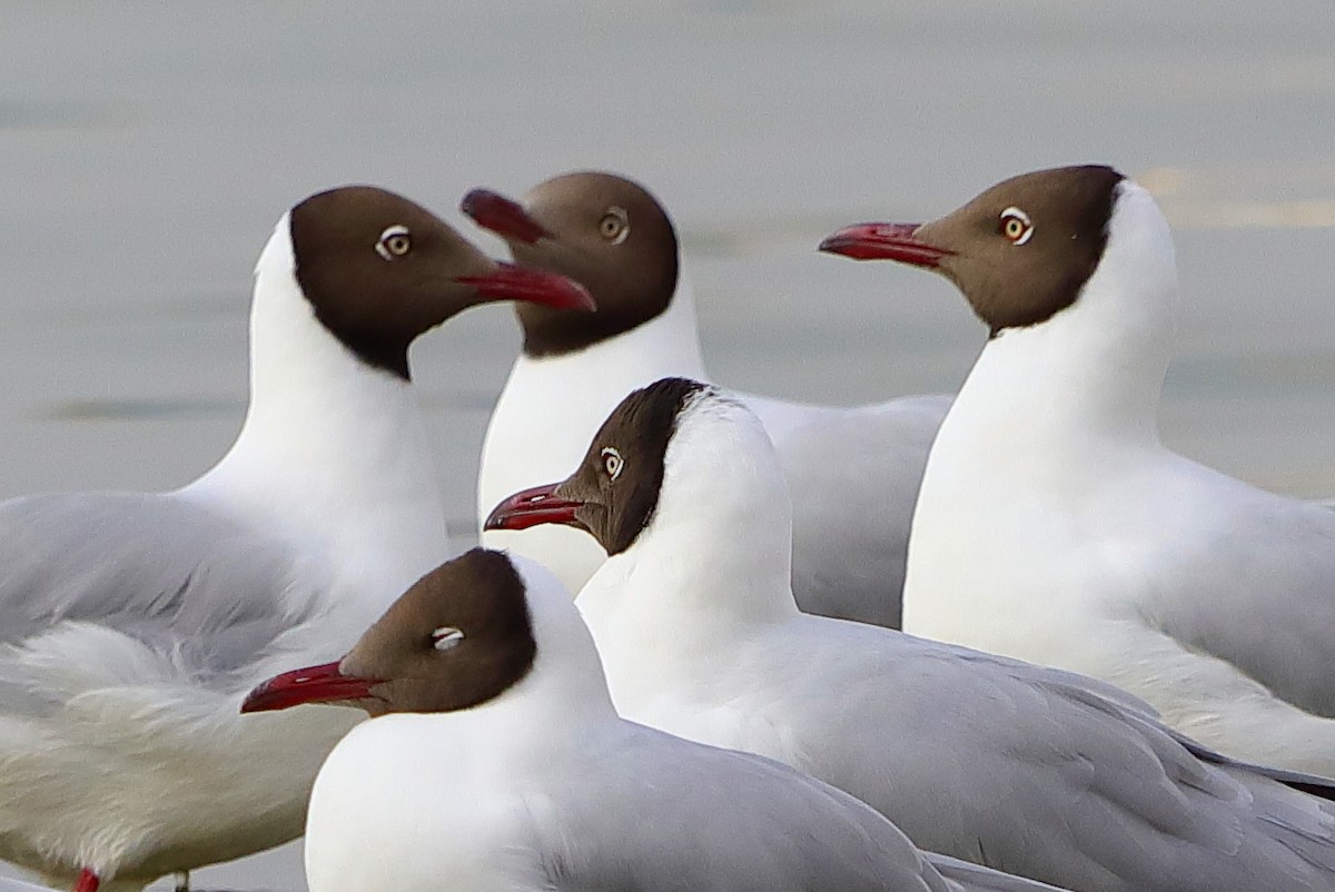 Brown-headed Gull - ML326192711