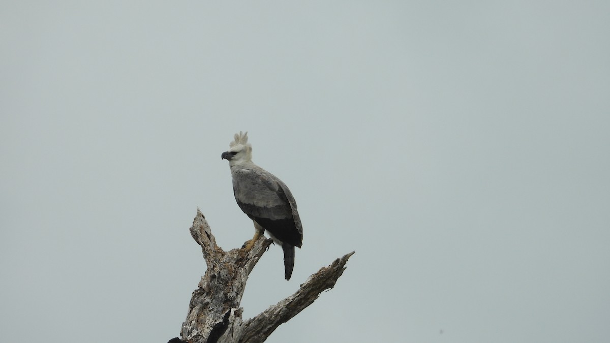 Harpy Eagle - Jorge Muñoz García   CAQUETA BIRDING