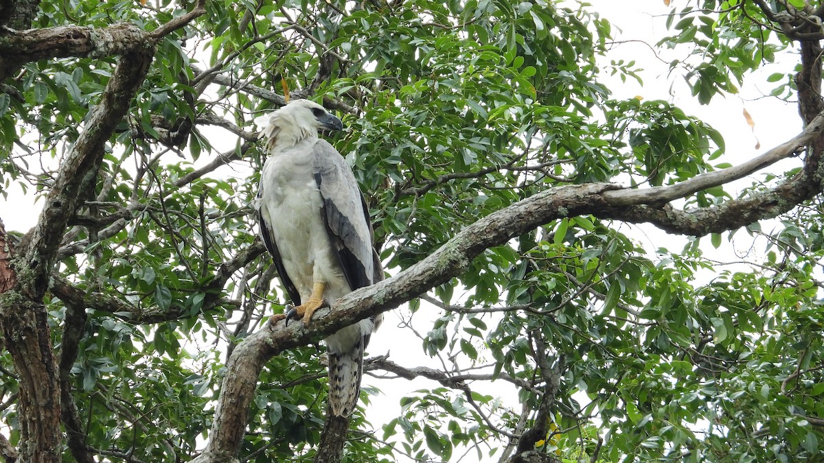 Harpy Eagle - Jorge Muñoz García   CAQUETA BIRDING