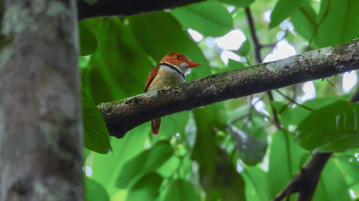 Collared Puffbird - Jorge Muñoz García   CAQUETA BIRDING