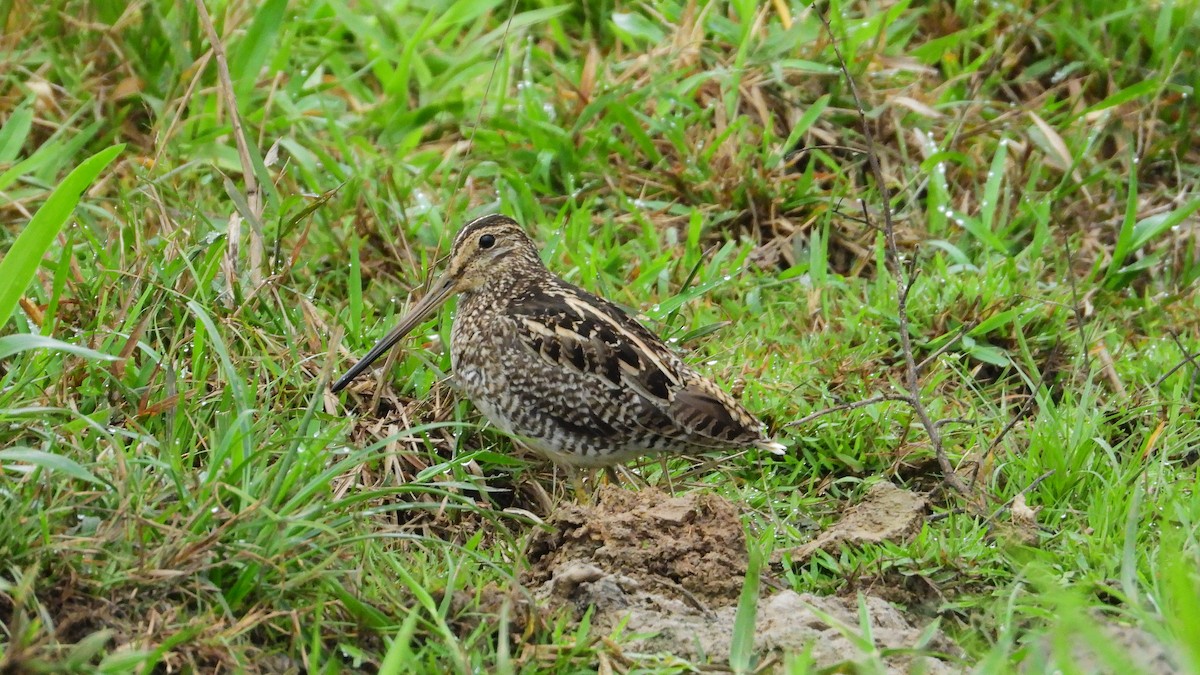 Pantanal Snipe - ML326192921