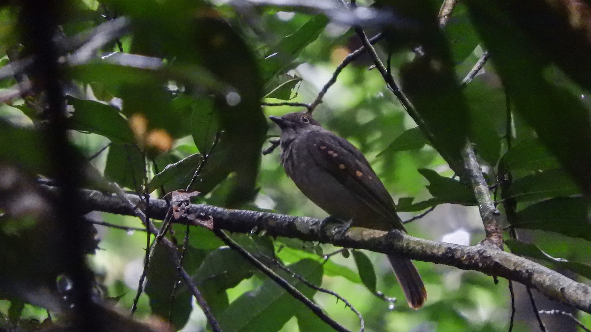 Cinereous Mourner - Jorge Muñoz García   CAQUETA BIRDING