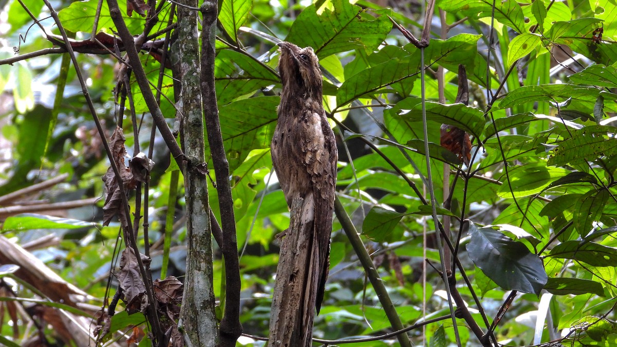 Long-tailed Potoo - ML326193721