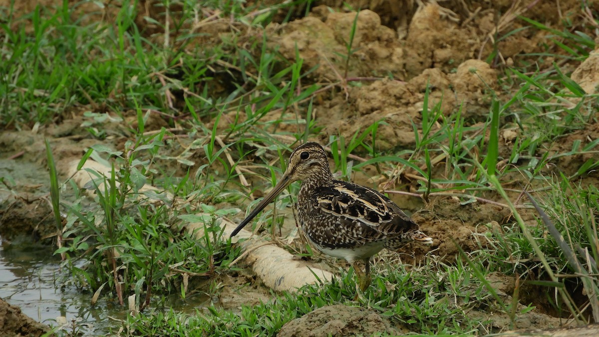 Pantanal Snipe - ML326193831