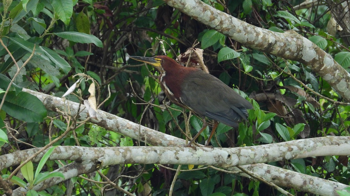 Rufescent Tiger-Heron - Jorge Muñoz García   CAQUETA BIRDING