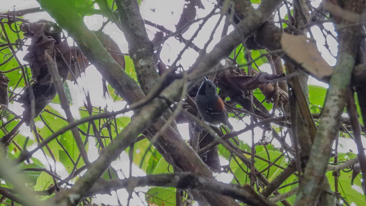 Ornate Stipplethroat - Jorge Muñoz García   CAQUETA BIRDING