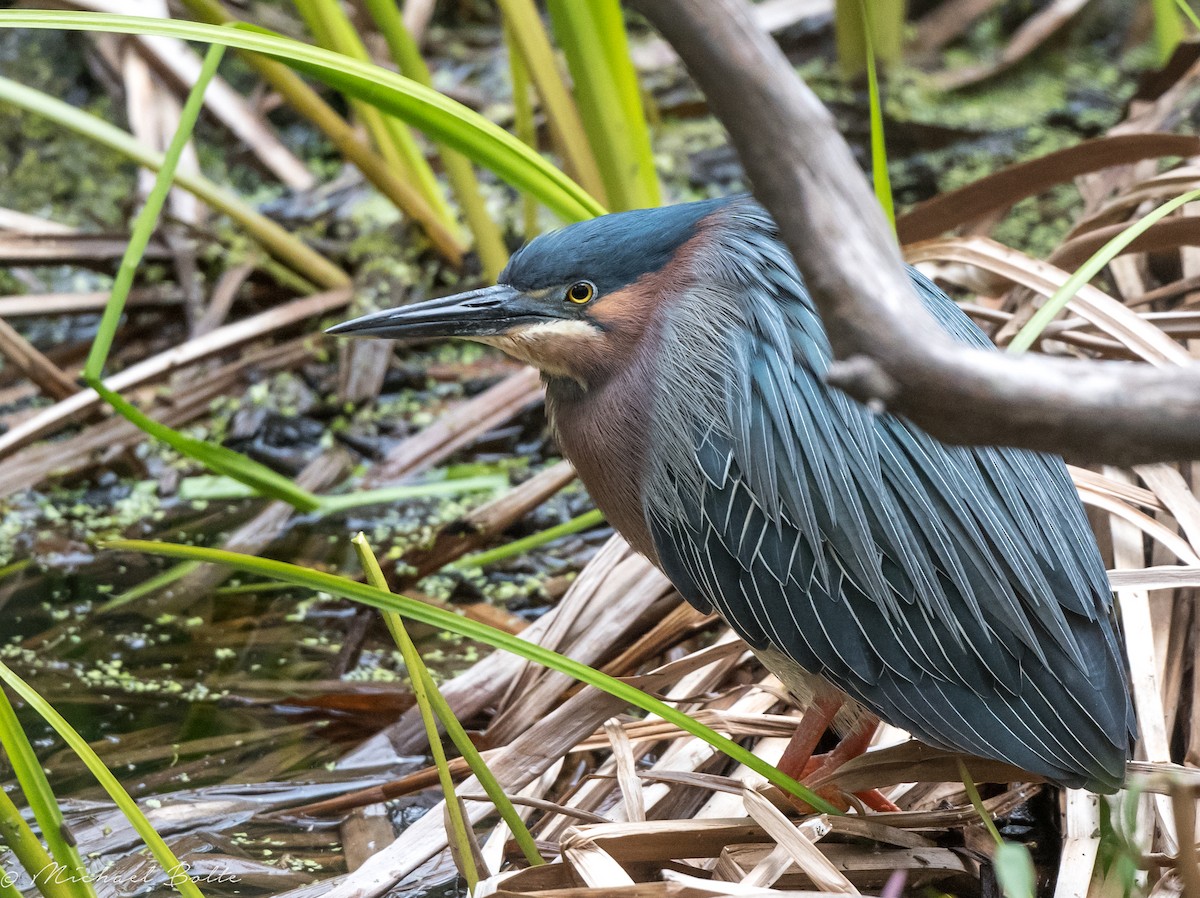 Green Heron - ML326194021