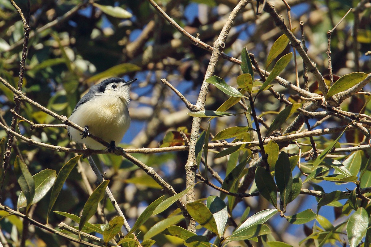 Creamy-bellied Gnatcatcher - Martjan Lammertink