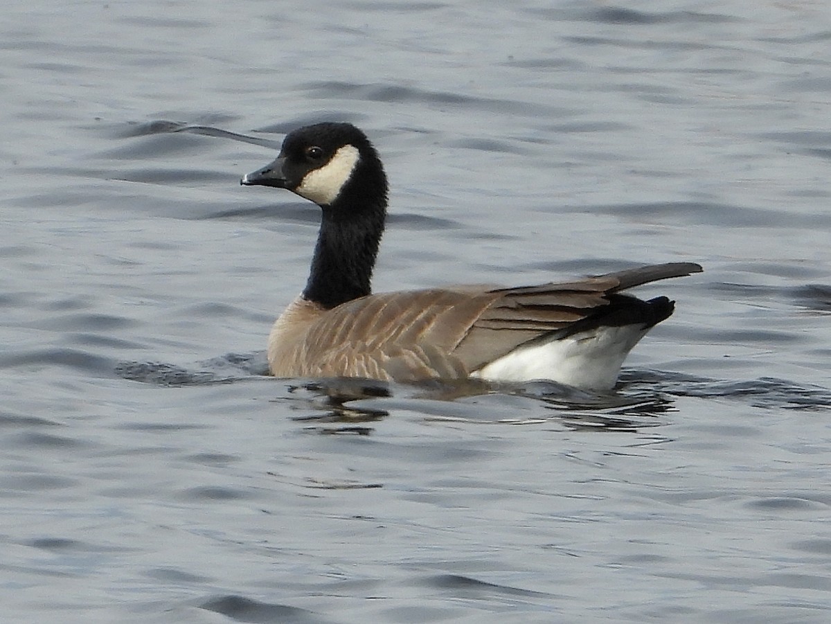 Barnacla Canadiense Chica (hutchinsii) - ML326195831