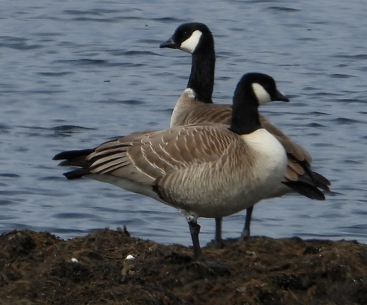 Cackling Goose (Richardson's) - ML326195851