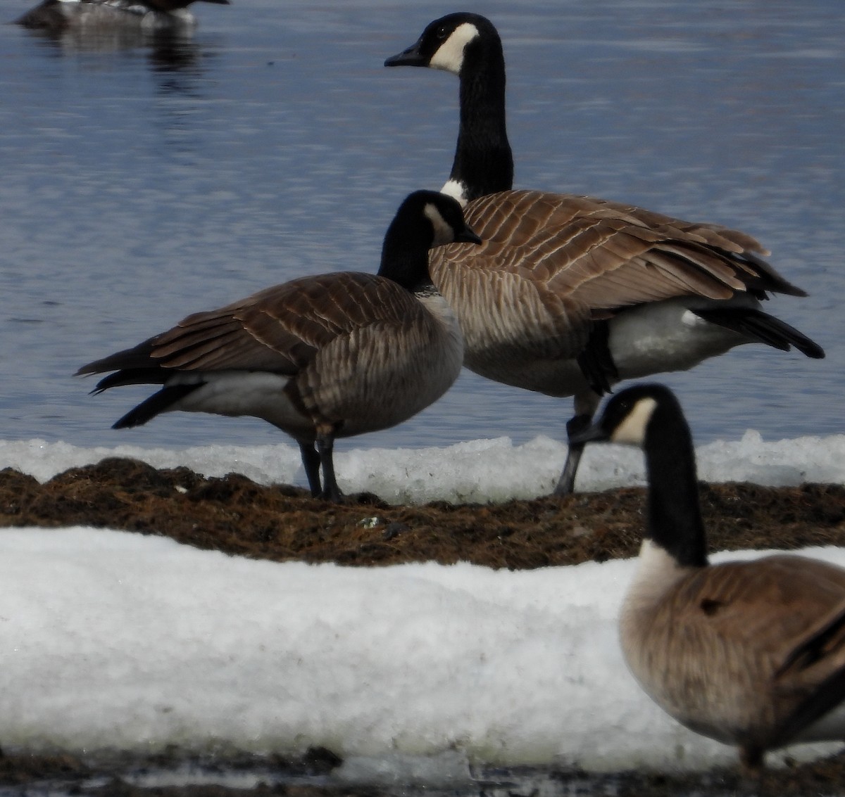 Cackling Goose (Richardson's) - ML326195881