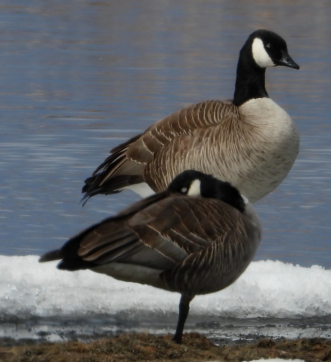 Cackling Goose (Richardson's) - ML326196041