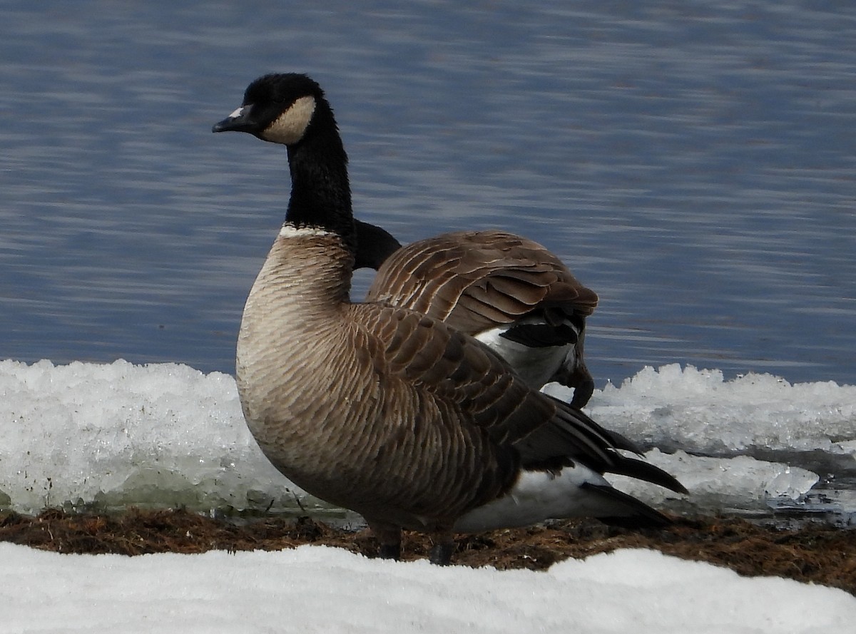 Cackling Goose (Richardson's) - ML326196141