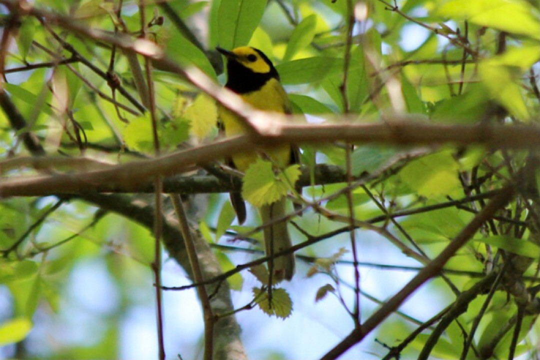 Hooded Warbler - ML326197001