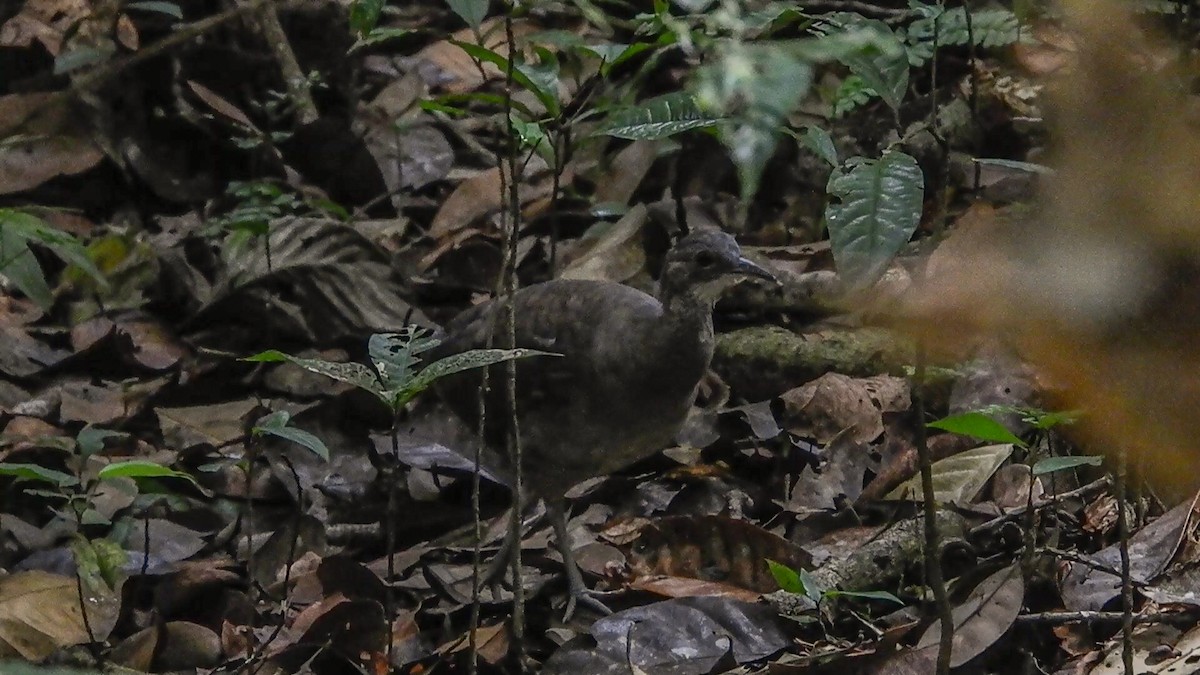 Undulated Tinamou - ML326197131