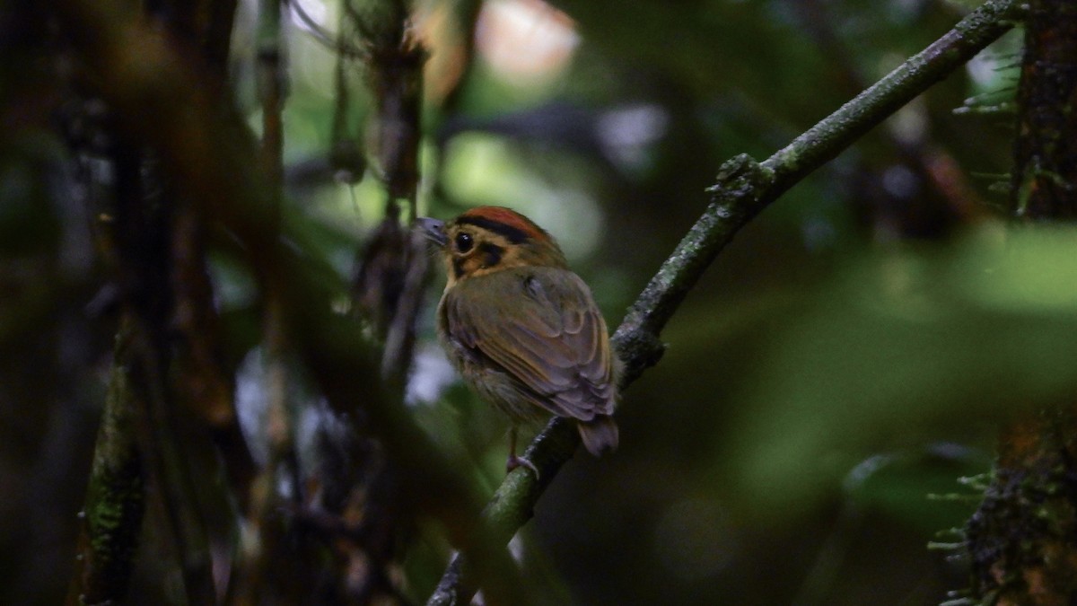 Golden-crowned Spadebill - ML326197551