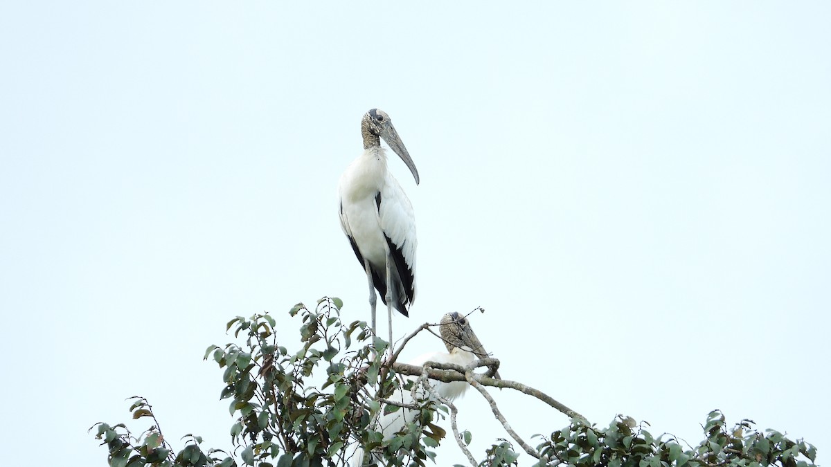 Wood Stork - ML326197591