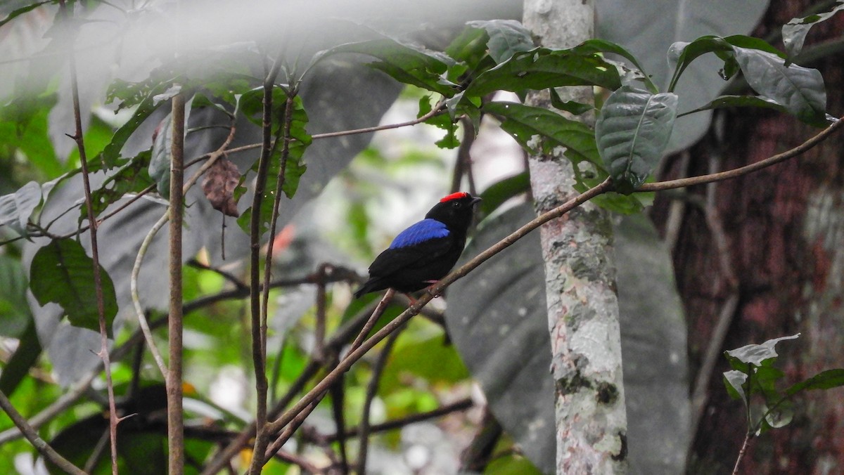 Blue-backed Manakin - Jorge Muñoz García   CAQUETA BIRDING