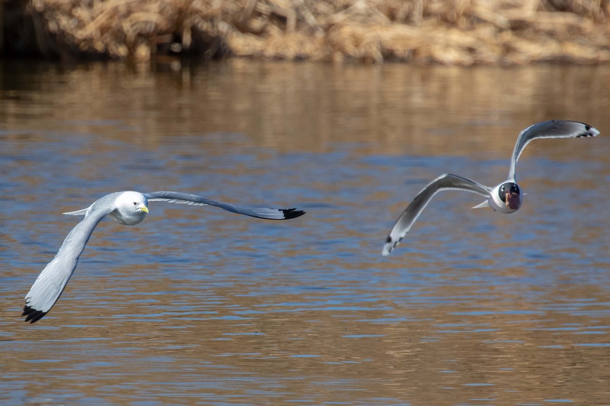 Black-legged Kittiwake - ML326198241