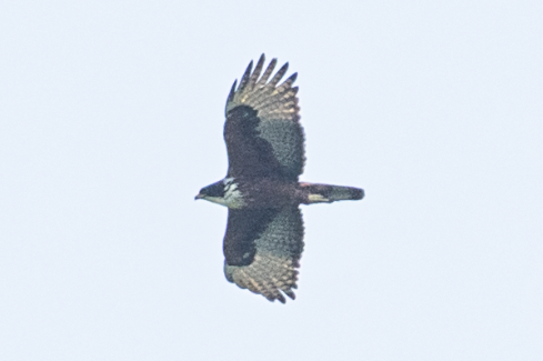 Rufous-bellied Eagle - ML326198571