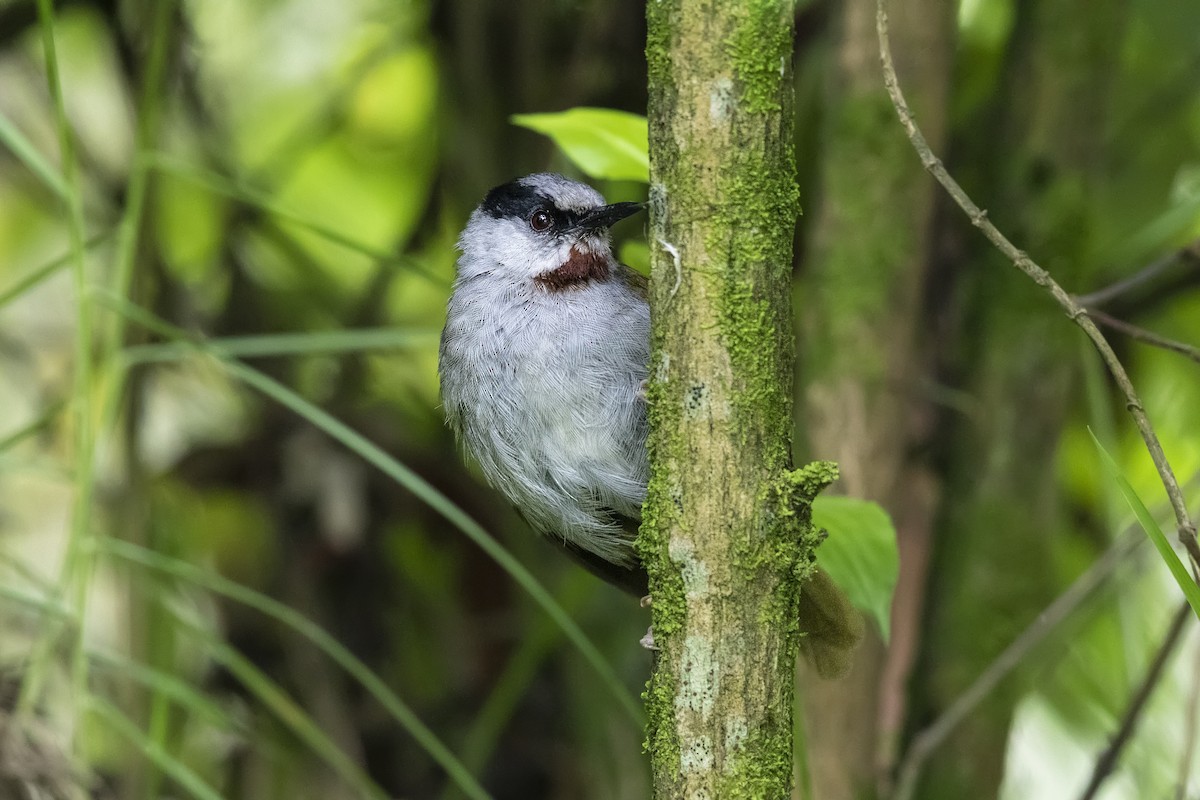 Gray-capped Warbler - ML326200071