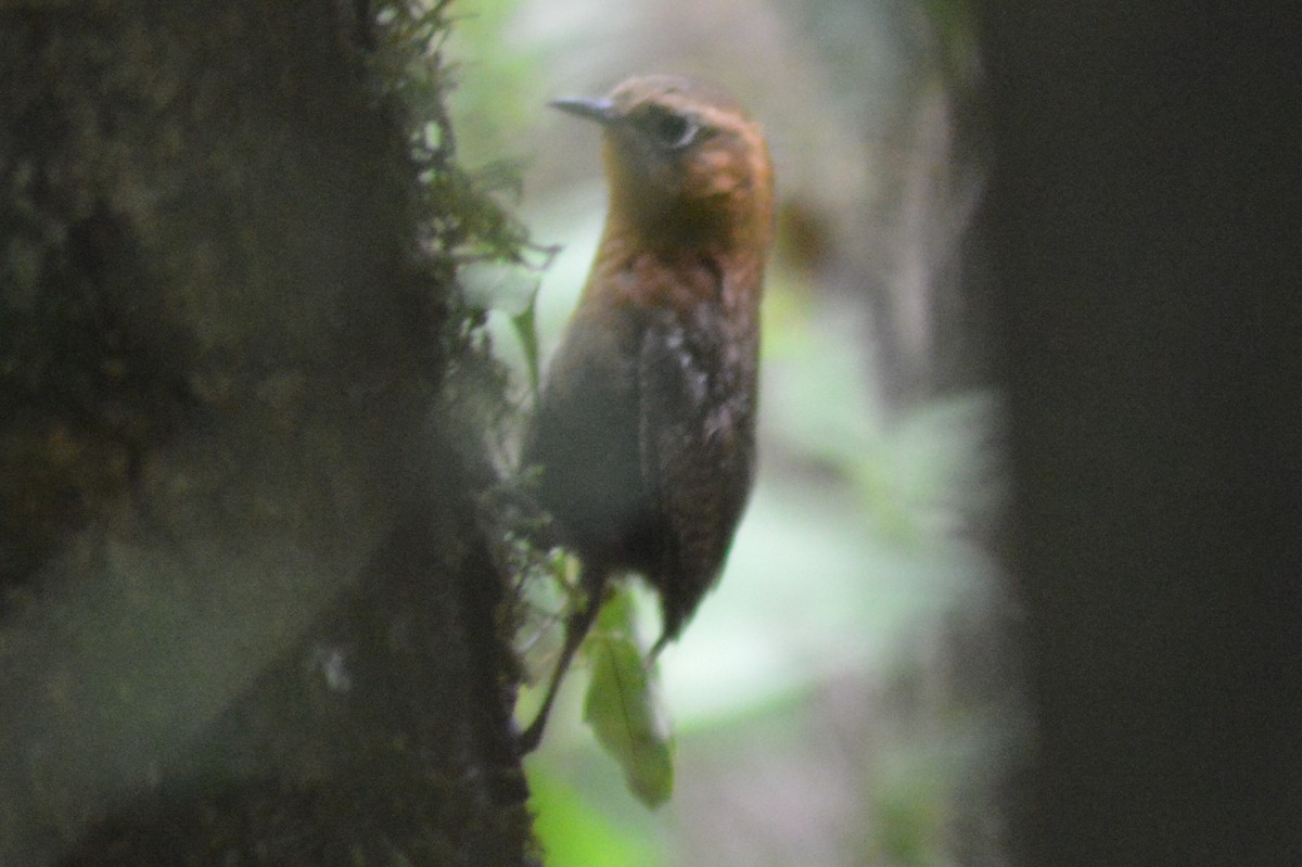 Rufous-browed Wren - Carlos Mancera (Tuxtla Birding Club)