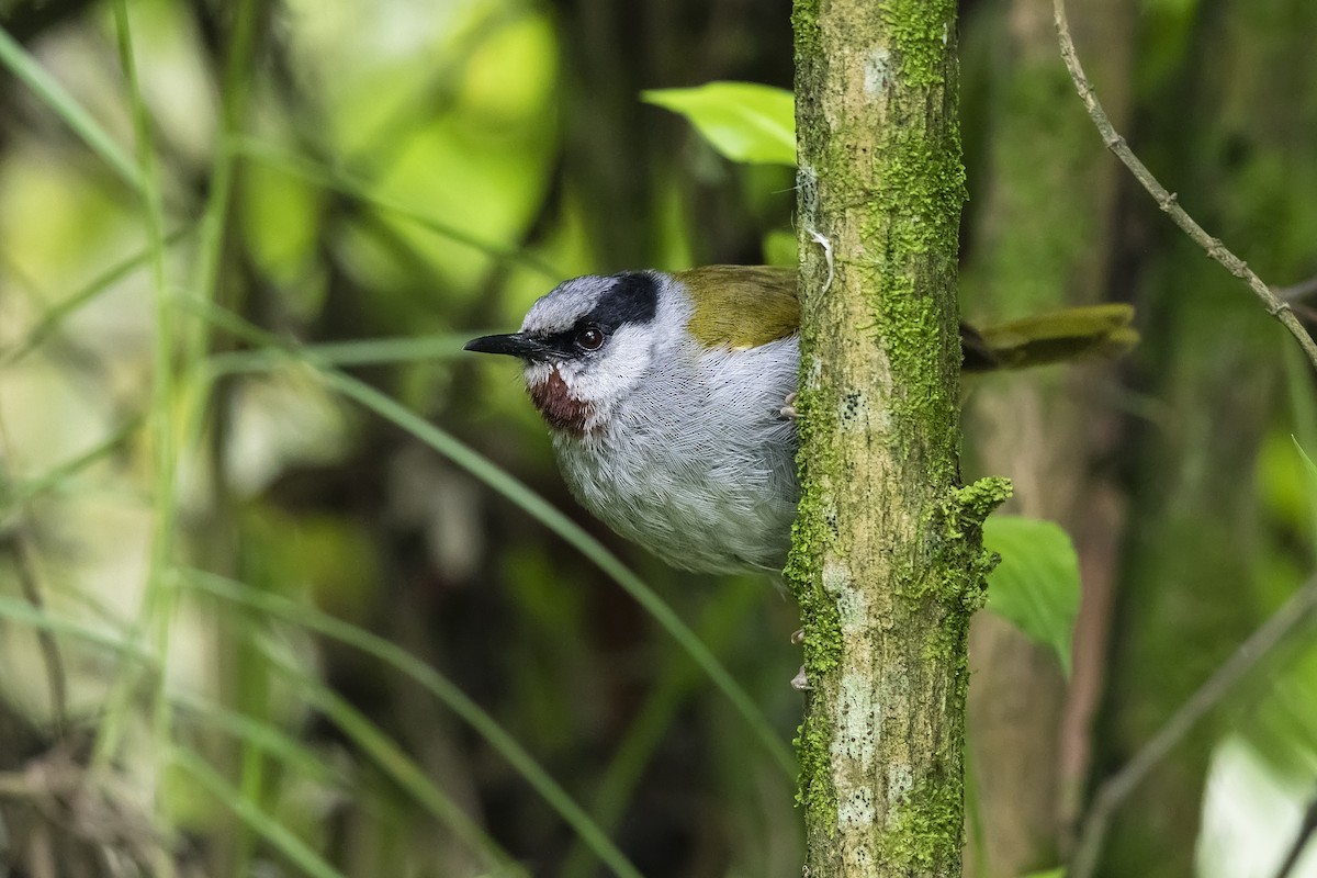 Gray-capped Warbler - Stefan Hirsch