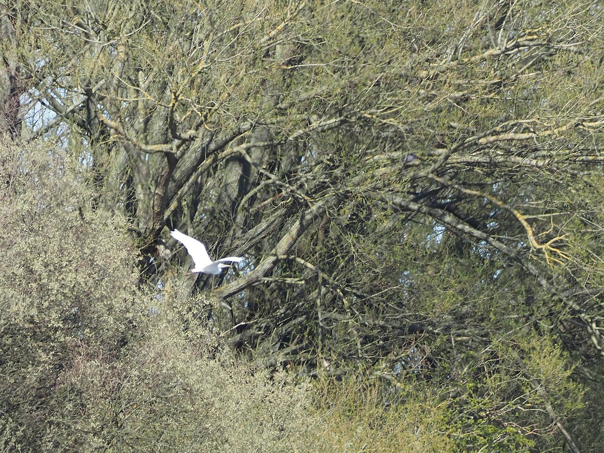 Great Egret - ML326202411