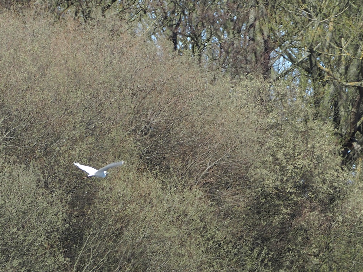 Great Egret - ML326202501