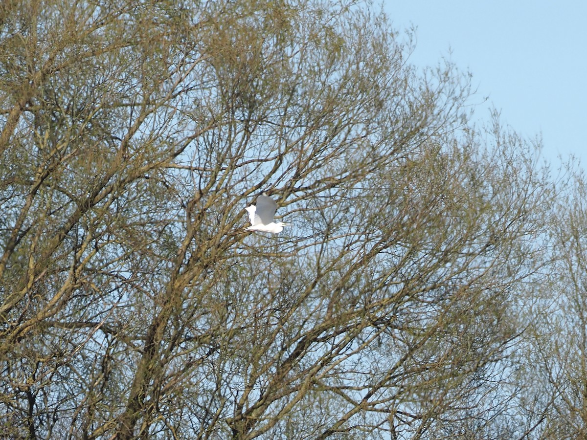 Great Egret - ML326202521